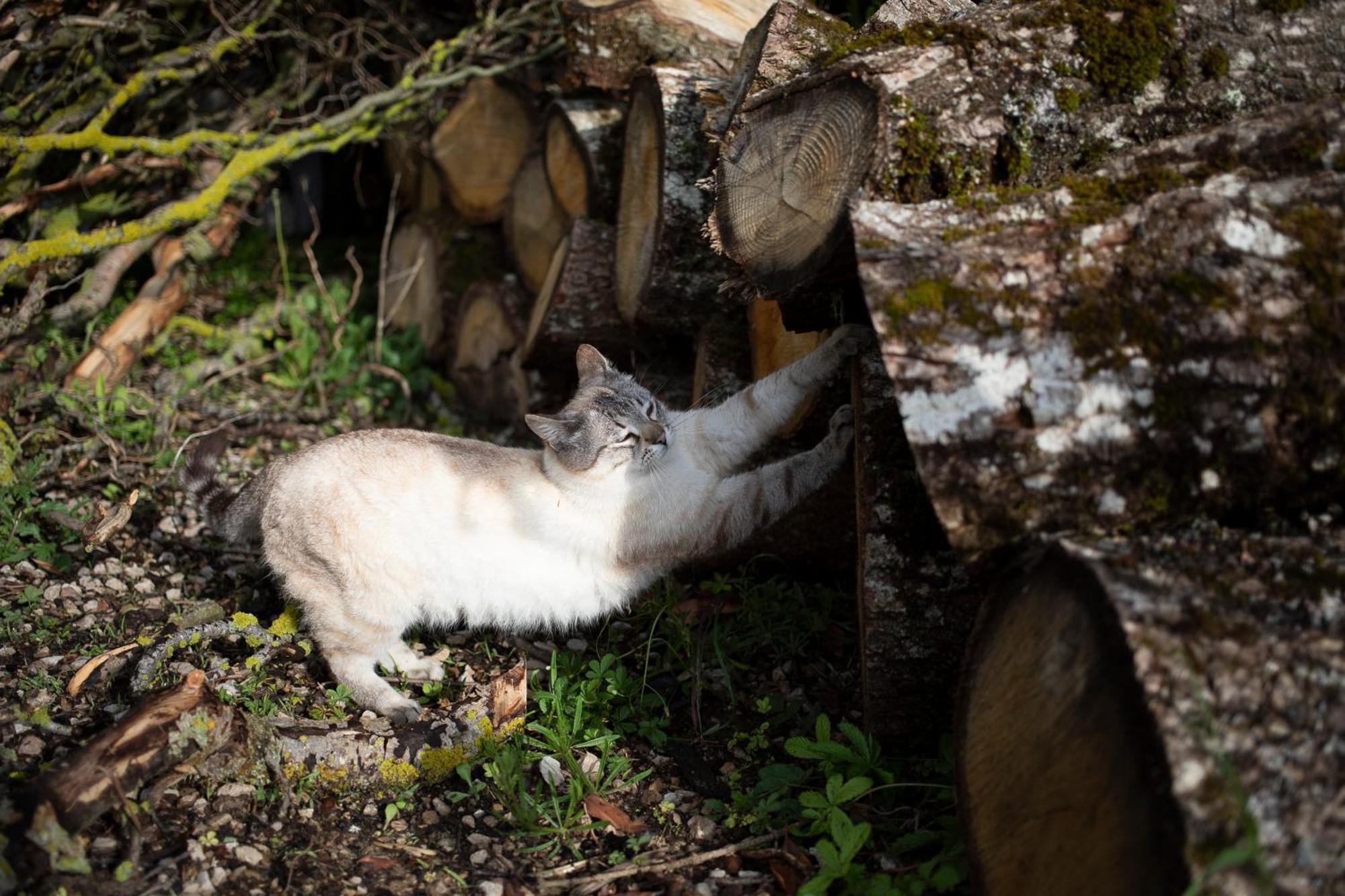 Le Chat Blanc Versols-et-Lapeyre 外观 照片