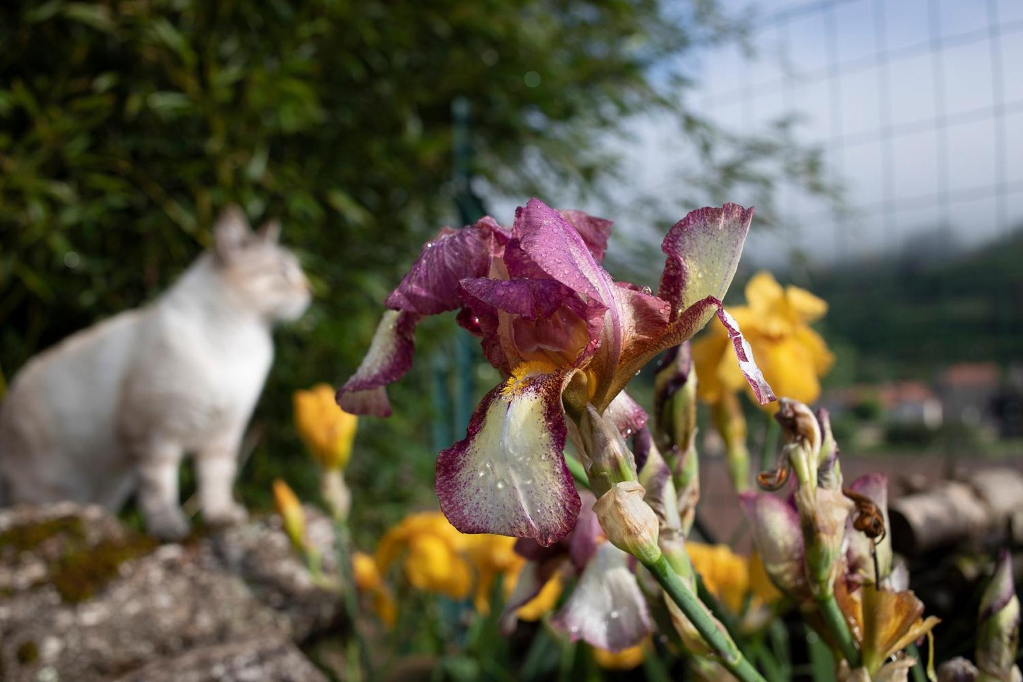 Le Chat Blanc Versols-et-Lapeyre 外观 照片